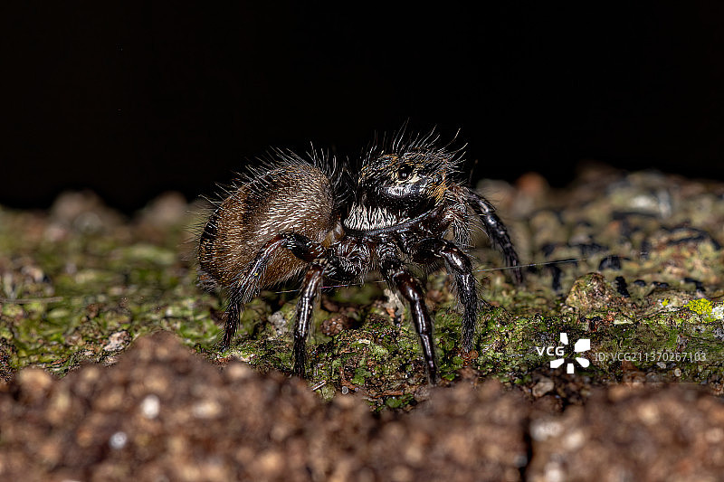 小跳蛛，野外蜘蛛的特写镜头图片素材