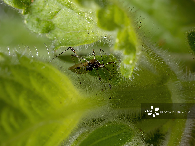 成年高跷虫，蜘蛛在叶子上的特写图片素材