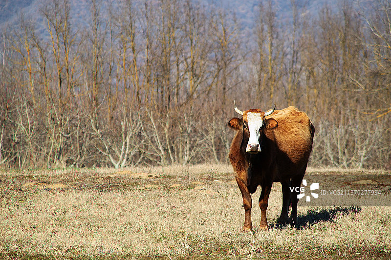 奶牛站在田里的肖像图片素材