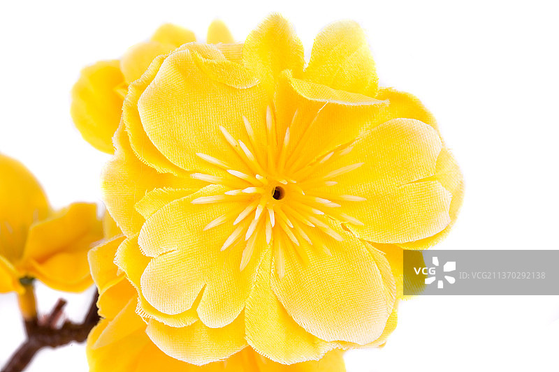 黄色人造花，白色背景下黄色开花植物的特写，摩尔多瓦图片素材