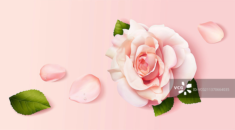 浪漫粉色玫瑰花元素图片素材