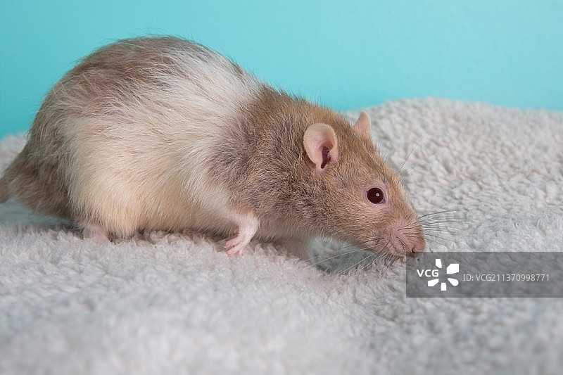棕色和白色的宠物老鼠在毯子上行走的肖像图片素材