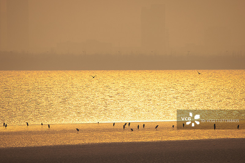 杭州沿江湿地公园滩涂日落白鹭群图片素材