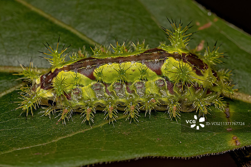 桉叶蛞蝓蛾毛虫，蚂蚁在叶子上的特写图片素材