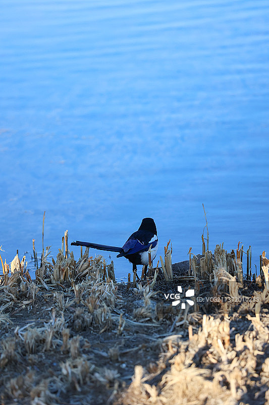 湖边草丛中正在观望的喜鹊鸟图片素材