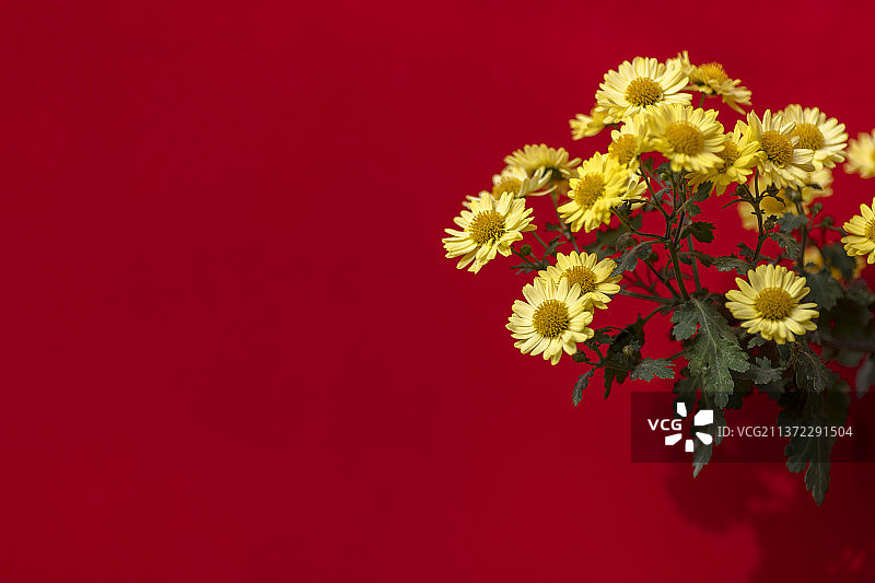 黄色小菊花在红色背景下图片素材