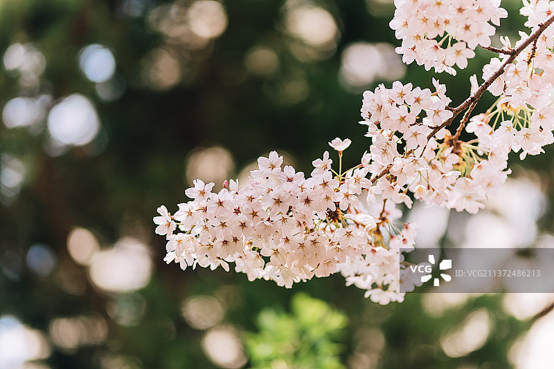 春季樱花（青岛中山公园）图片素材