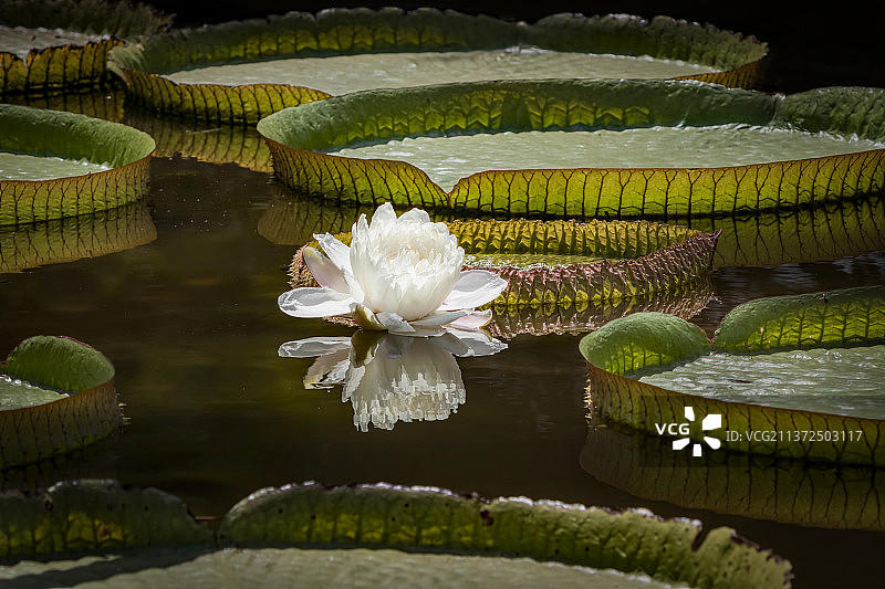 亚马逊巨大的睡莲花，特写的荷花睡莲在湖，巴西图片素材