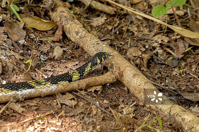 黑色和黄色的鸡蛇，草地蛇的高角度视野图片素材