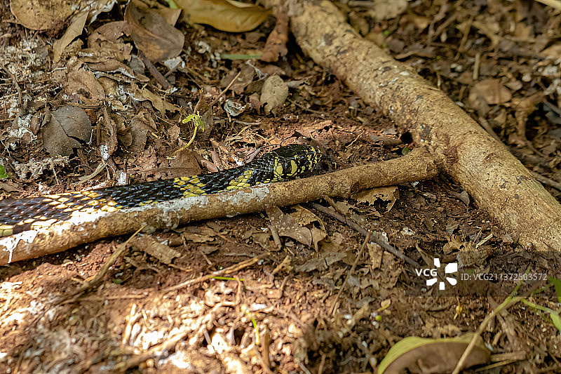 黑色和黄色的鸡蛇，在战场上的蝰蛇的高角度视图图片素材