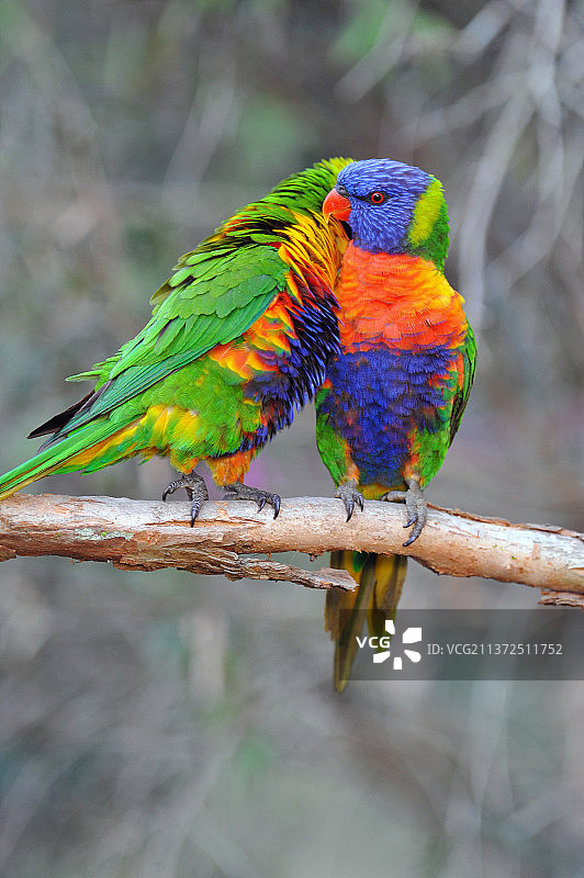 彩虹鹦鹉在我们的后院雪松溪，Qld，澳大利亚，雪松溪，昆士兰图片素材