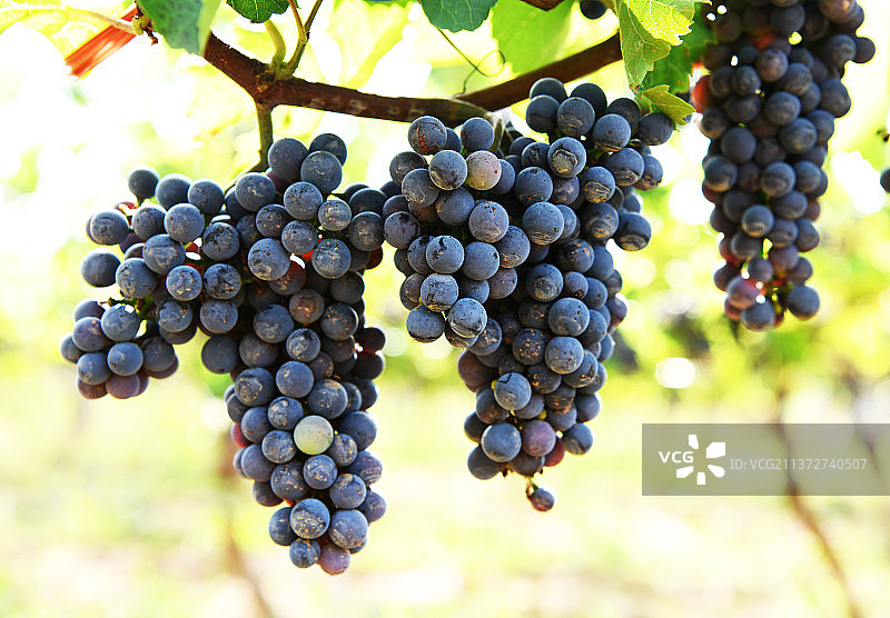 紫色的欧洲酿酒葡萄图片素材