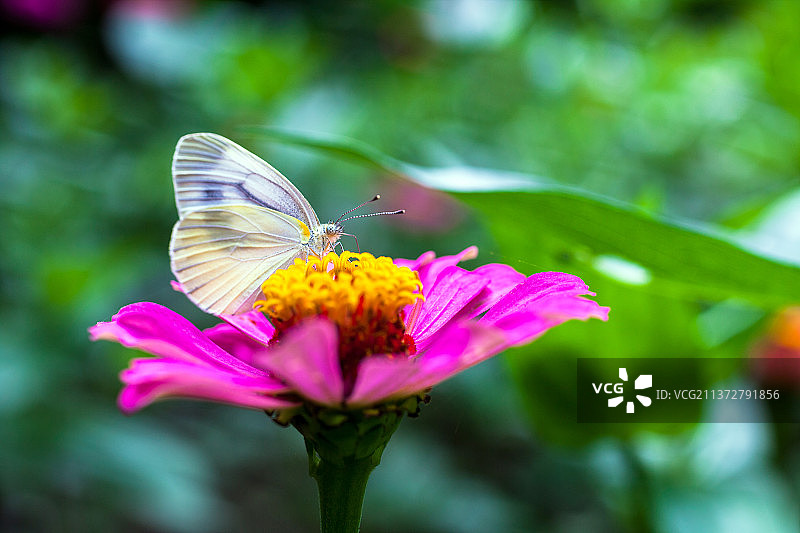 蝴蝶落在粉色的花朵上图片素材