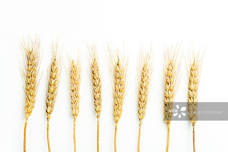 小麦麦子麦穗特写白色背景图片素材