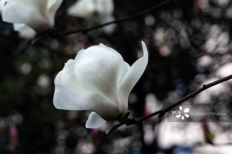白玉兰花朵图片素材