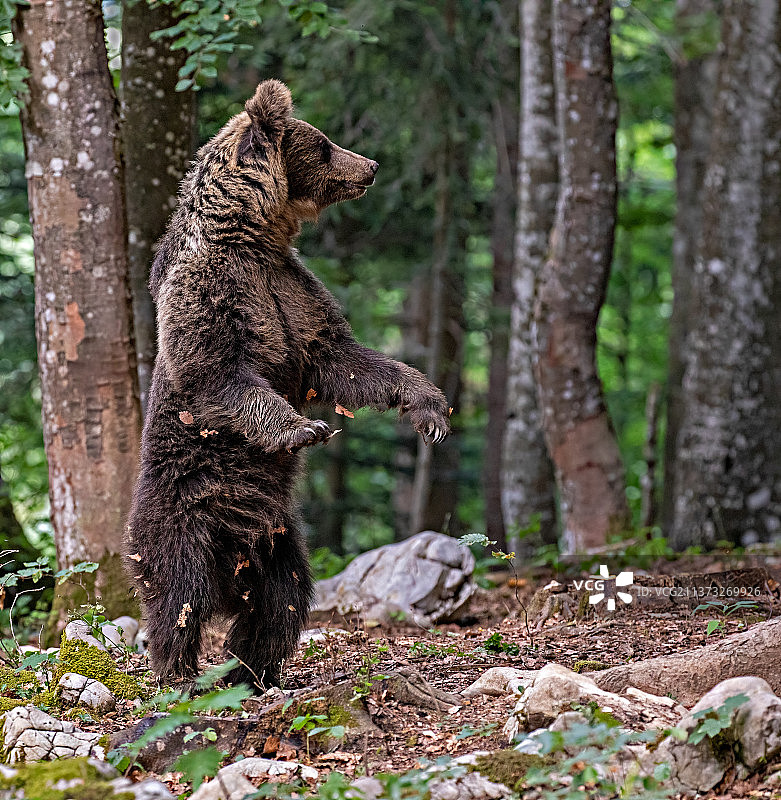 熊站在森林里，斯洛文尼亚图片素材