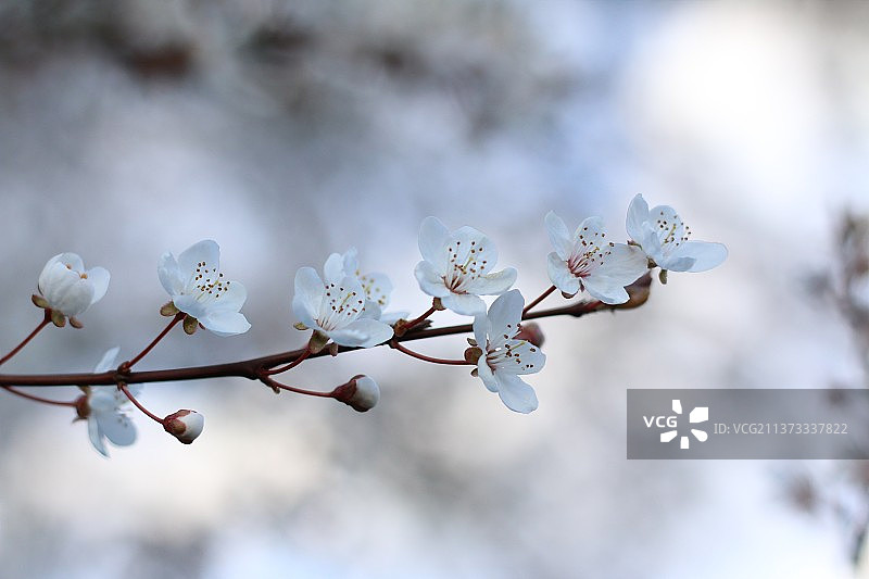 春天白色樱花的特写图片素材