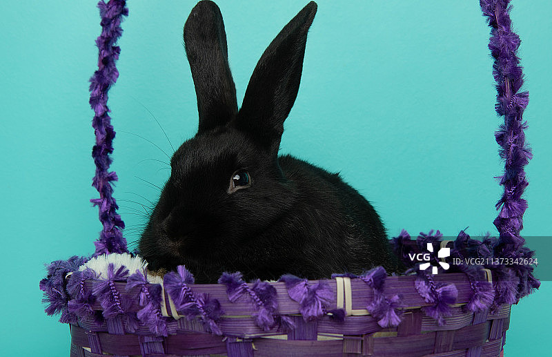 复活节黑兔子在篮子里的特写肖像，加拿大图片素材