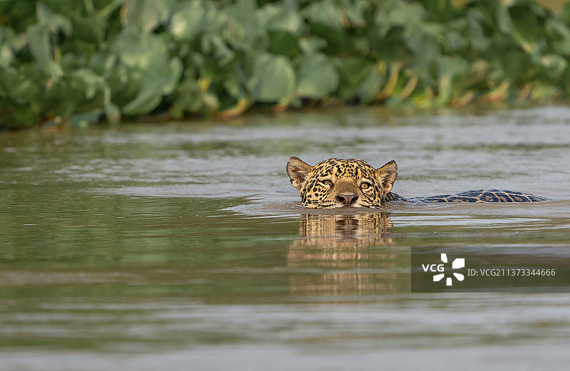 野生美洲虎在巴西湖里游泳图片素材