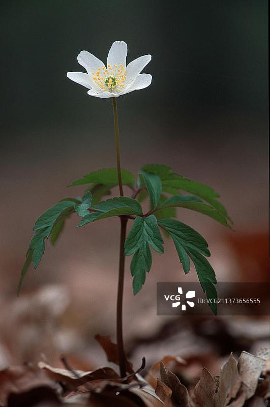木银莲花(anemone nemorosa)(欧洲)(植物)(花)(毛茛科)(花)(花)(花)(白)(绿)(欧洲)(垂直)，北莱茵-威斯特伐利亚，德国，欧洲图片素材