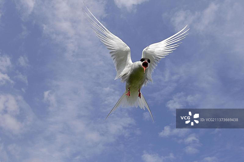 北极燕鸥(天堂燕鸥)成年，飞行，呼叫，法恩群岛，诺森伯兰，英格兰，英国，欧洲图片素材