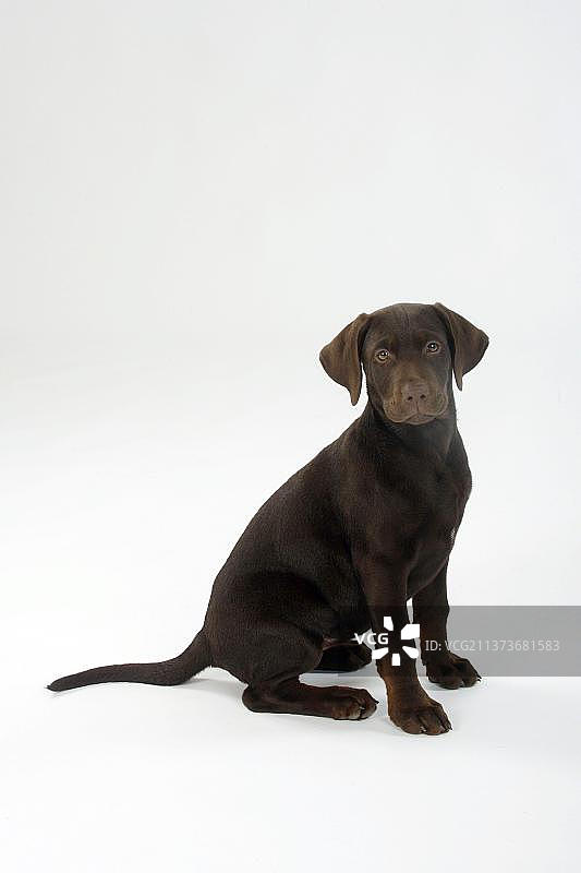 拉布拉多寻回犬，11周大，棕色图片素材