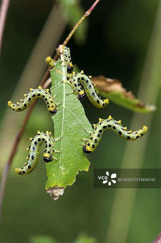 暗斑白桦锯蝇(creesus latitarsus)，幼虫在一棵小白桦(Betula pendula)树上的叶子上图片素材