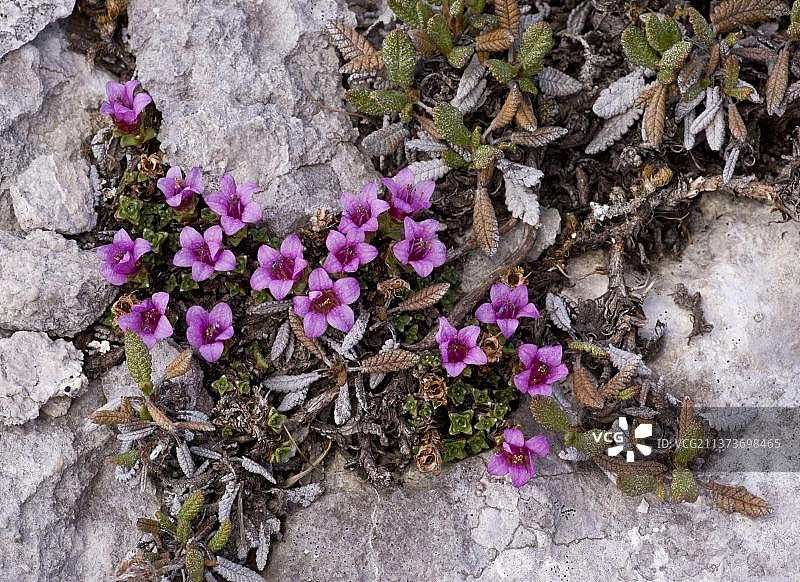 开花的紫色虎耳草(虎耳草属对生虎耳草属)，在加拿大落基山脉的高苔原上，北美图片素材