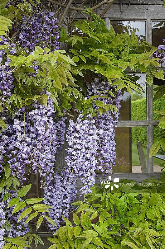 中国紫藤(Wisteria sinensis)开花，生长在花园，诺福克，英格兰，英国，欧洲图片素材
