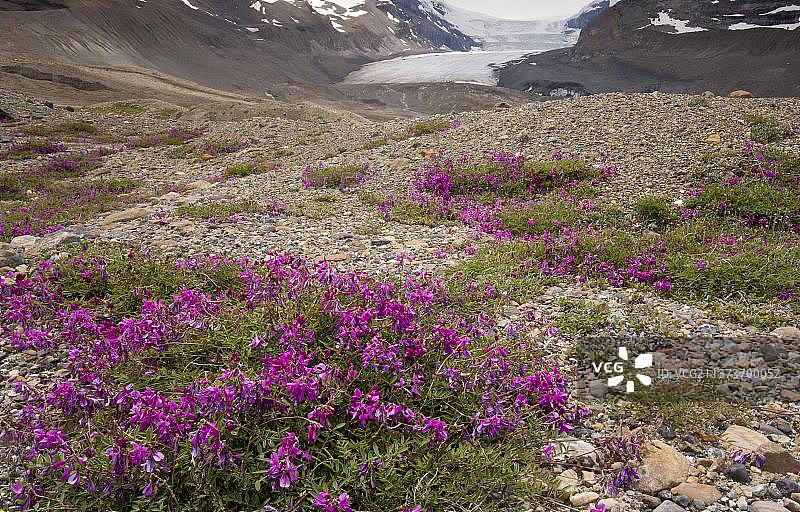 北方甜Vetch (Hedysarum boreale)开花，生长在高山栖息地，阿萨巴斯卡冰川，哥伦比亚冰原，Jasper N. P.落基山脉，阿尔伯塔，加拿大，北美图片素材