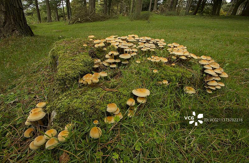 硫磺丛生(束状连丝)真菌子实体，生长在林地栖息地，德比郡，英格兰，英国，欧洲图片素材