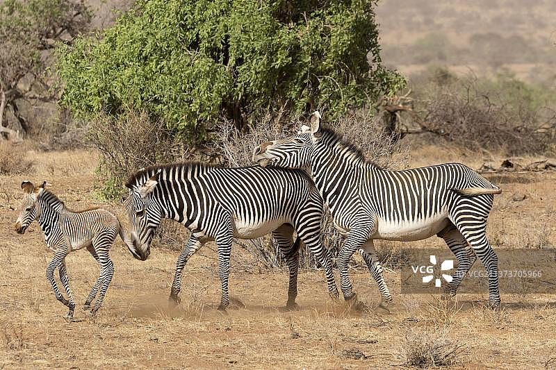 非洲肯尼亚桑布鲁国家保护区，半沙漠干燥的大草原上，成年雄性斑马线对带着小马驹的雌性斑马线有支配行为图片素材