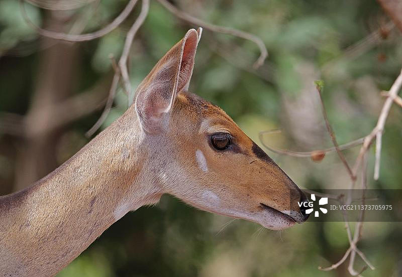 中央bushbuck (Tragelaphus scriptus phaleratus)，成年雌性，头部特写，痣N. P.加纳图片素材