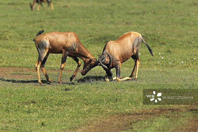Topi, Damiscus korrigum，雄性斗殴，肯尼亚马赛马拉公园图片素材