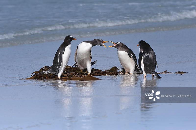 巴布亚企鹅(Pygoscelis巴布亚)在海滩上，桑德，福克兰群岛，巴布亚企鹅，冰岛，南美图片素材