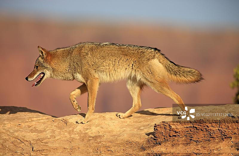 土狼(Canis latrans)，纪念碑谷，犹他州，美国，北美图片素材