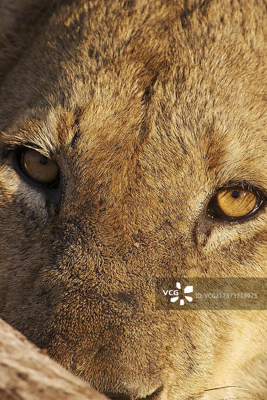 非洲狮鱼狮子喂养，特写头部，克鲁格N. P.南非，狮子(豹狮)，捕食者，哺乳动物，动物图片素材