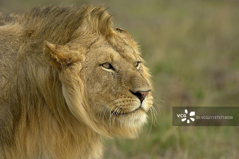狮子，狮子(豹狮)，大型猫科动物，捕食者，哺乳动物，成年雄性狮子，头部特写，耳朵背部攻击性姿势，马赛马拉，肯尼亚，非洲图片素材