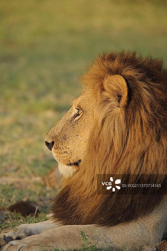 狮子，狮子(Panthera leo)，大型猫科动物，捕食者，哺乳动物，成年雄性狮子，休息，头部特写，酋长岛，奥卡万戈三角洲，博茨瓦纳，非洲图片素材