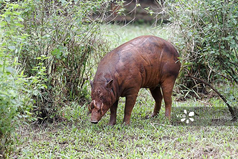 北苏拉威西岛北苏拉威西岛野猪(Babyrousa celebensis)成年雄性，站立(圈养)，沼泽，印度尼西亚，亚洲图片素材