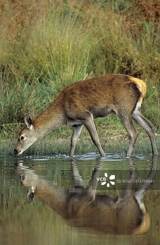 马鹿(Cervus elaphus)后饮水池，反思，里士满公园，萨里，英格兰，英国，欧洲图片素材