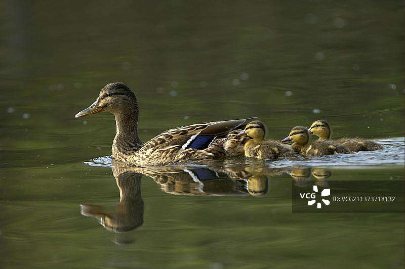 成年雌鸭，与三只小鸭一起游泳，英国牛津郡，欧洲图片素材