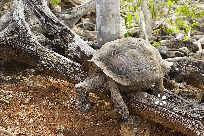 加拉帕戈斯巨龟，在加拉帕戈斯群岛的圣克里斯托巴尔岛图片素材