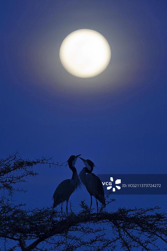 坦桑尼亚塞伦盖蒂，一对成年黑冠夜鹭(黑冠夜鹭)，在夜晚月光下坐在树枝上图片素材