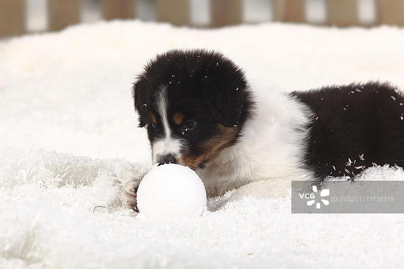 澳大利亚牧羊犬，黑色三色，小狗，6周大，滚雪球图片素材