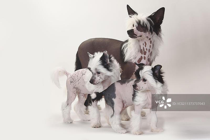 中国冠犬，无毛，幼犬，4个月及9周，裸狗，中国冠犬图片素材