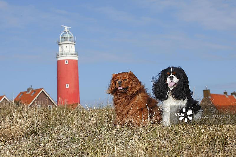 骑士查理国王猎犬，三色红宝石色，特塞尔，荷兰图片素材