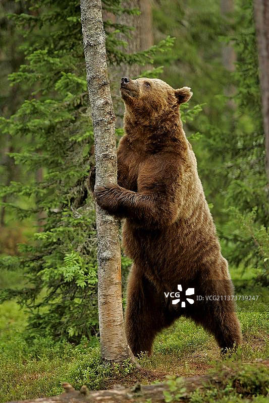 欧洲棕熊，欧洲棕熊(Ursus arctos)，欧洲棕熊，熊，捕食者，哺乳动物，动物，欧洲棕熊成年雄性，后腿站立，在针叶林调查树图片素材