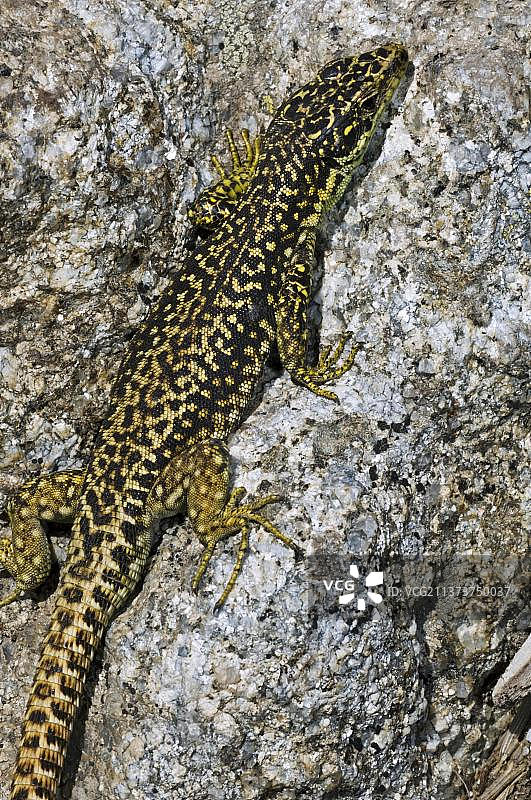 Carpetane岩石蜥蜴，Cyren的岩石蜥蜴(Iberolacerta cyreni) (Lacerta cyreni)在阳光下晒太阳，Sierra de Gredos，西班牙，欧洲图片素材