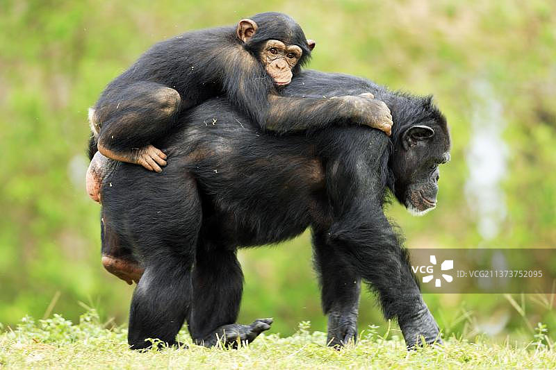 黑猩猩(类人猿)，雌性，有幼仔，侧视图片素材